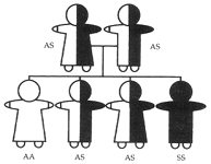 Both parents with sickle cell trait