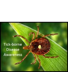 picture of a tick on a green leaf