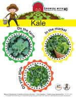 kale poster