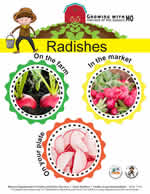 radish poster
