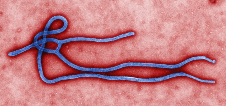 ebola image