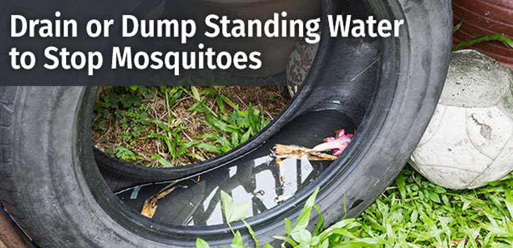 Drain or dump standing water to stop mosquitos