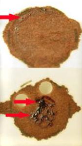 an example of a specimen that is layered or clotted