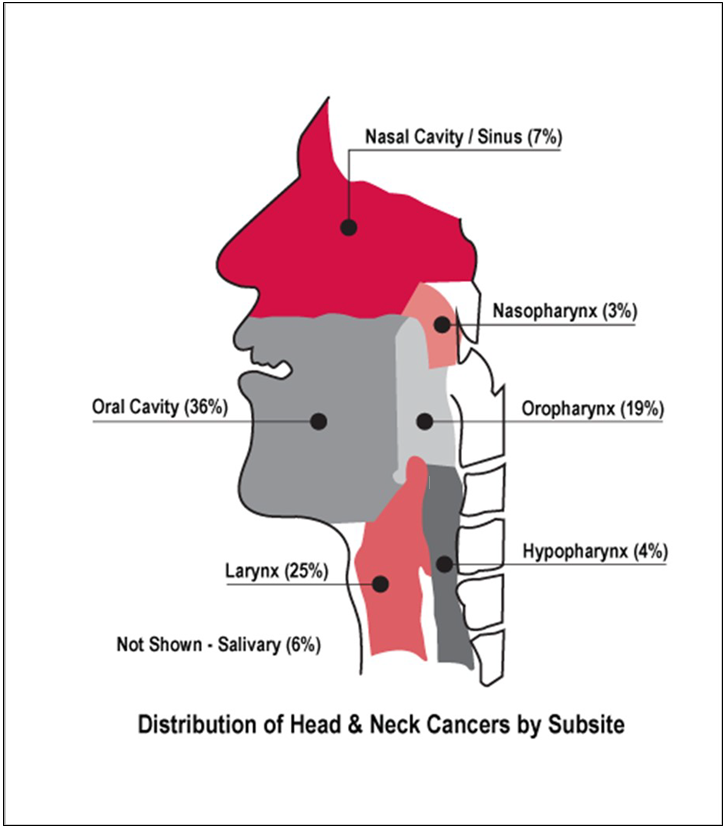 Graphic from Head & Neck Cancer Alliance