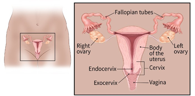 diagram of the cervical area