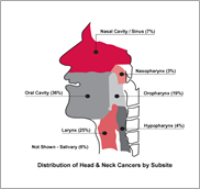 diagram of the head and neck area