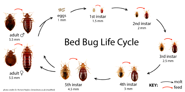 bed bug life cycle