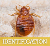 picture of a bedbug