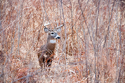 picture of a deer