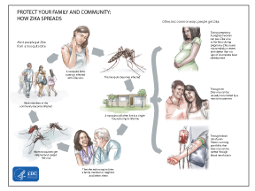 cdc graphic of how zika spreads