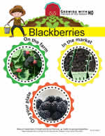 blackberries poster