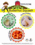 butternut squash poster