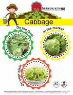 cabbage poster