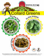 collard greens poster