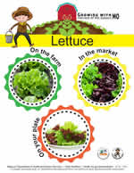 lettuce poster