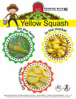 yellow squash poster
