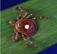 Tick