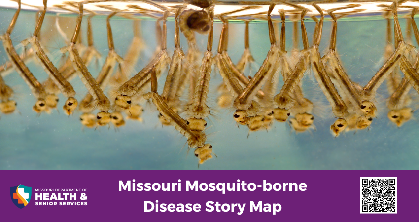 Mosquito larvae in water