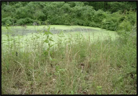 Image of a lagoon overgrown with grass and weeds.