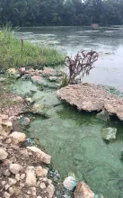 green scum on water of a lakeshore near rocks