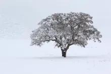 Snow covered tree in a snow field