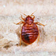 Close up image of bed bug